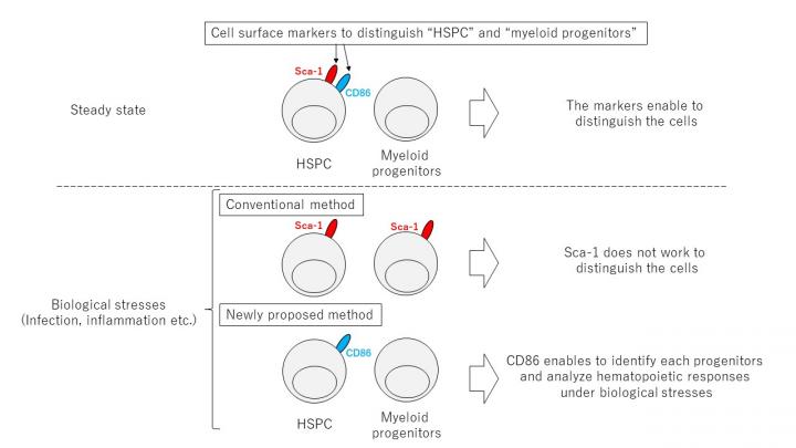 Figure 1. CD86 is a marker for identifying hematopoietic progenitor cells under biological stress