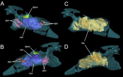 Figure of Pterosaur Hip from Paper