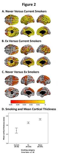 Cortical Thickness Contrasts between Three Smoking Categories