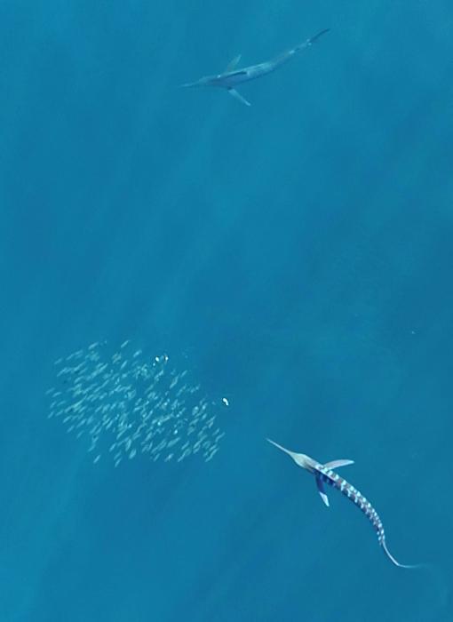 Close up of an attacking marlin with its highly contrasting stripes and one without