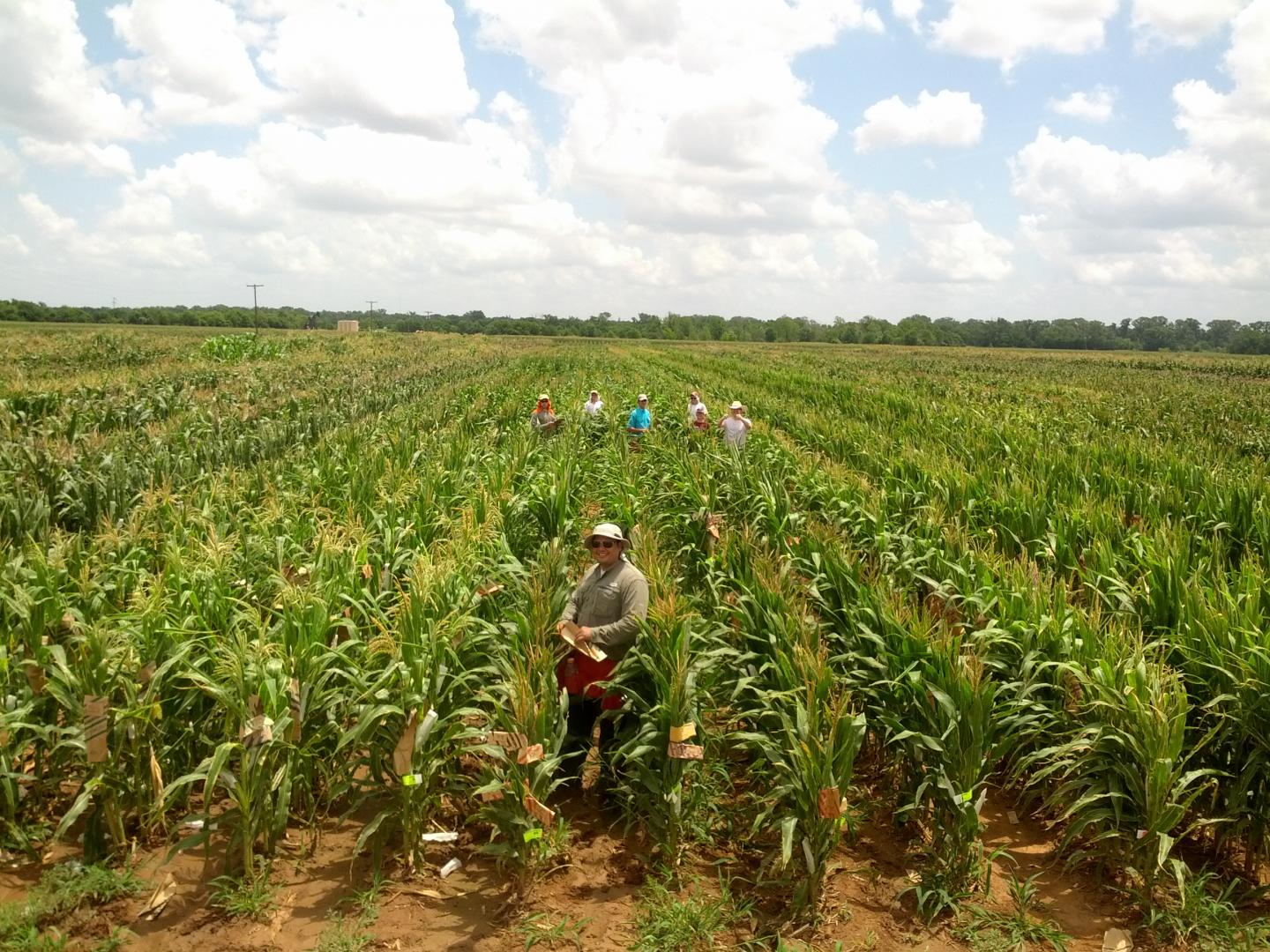 Farfan Pollinates Corn to Make Hybrids