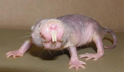 Naked Mole Rat