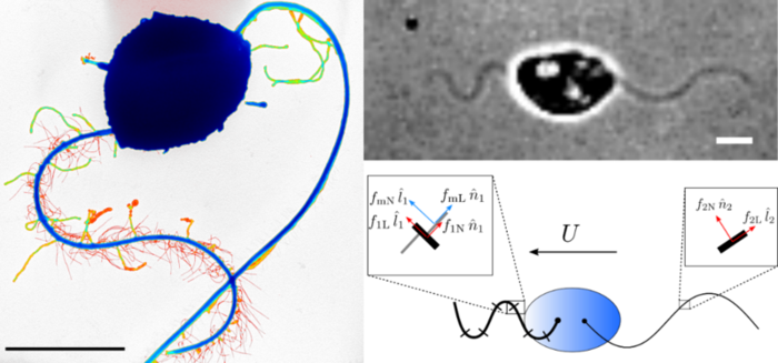 How do water mould spores swim ?