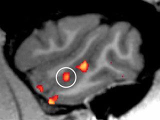 New Face Patch Discovered