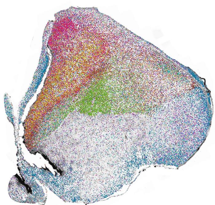 Distribution of the different neuron types in the chick brain (white background)