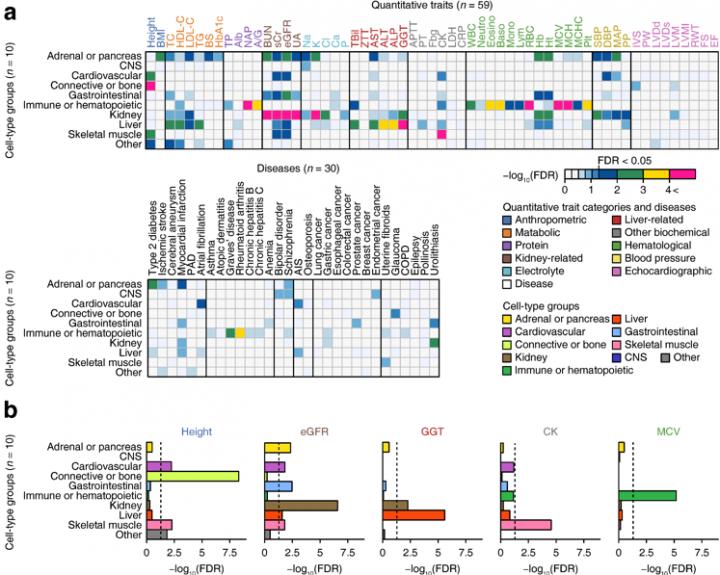 Cell Specificity