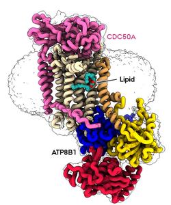 Active form of the ATP8B1-CDC50A complex