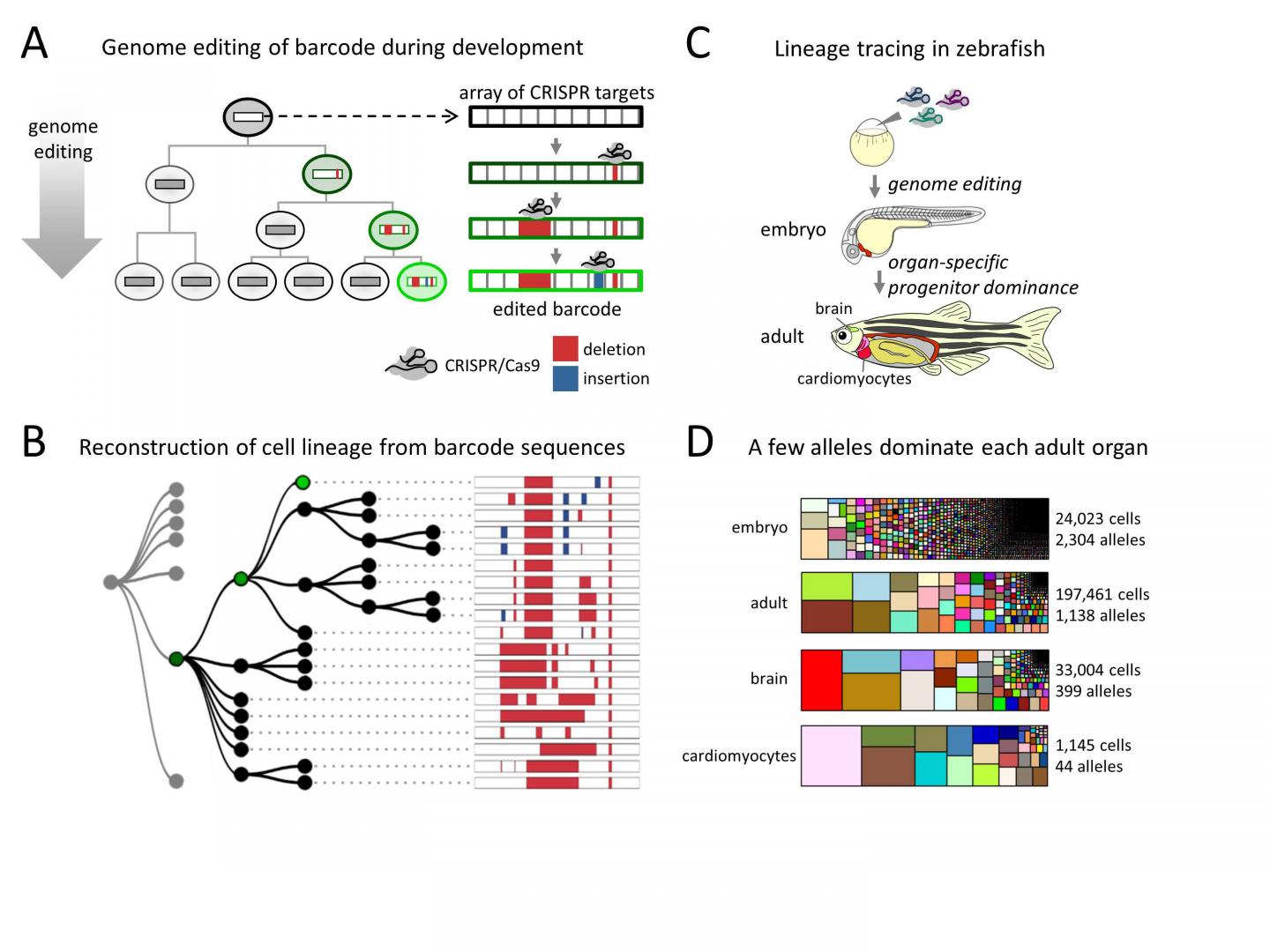 New 'Genetic Barcode' Technique Reveals Details of Cell Lineage (2 of 2)