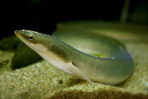 Endangered Eel Located Using DNA From One Liter Of Water (1)