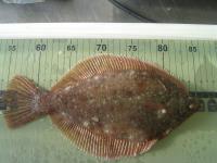 Winter Flounder on Measuring Board