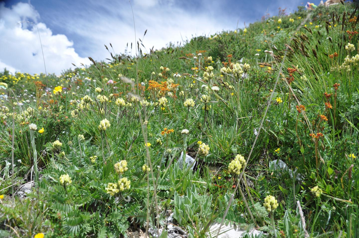 Tibet wildflowers
