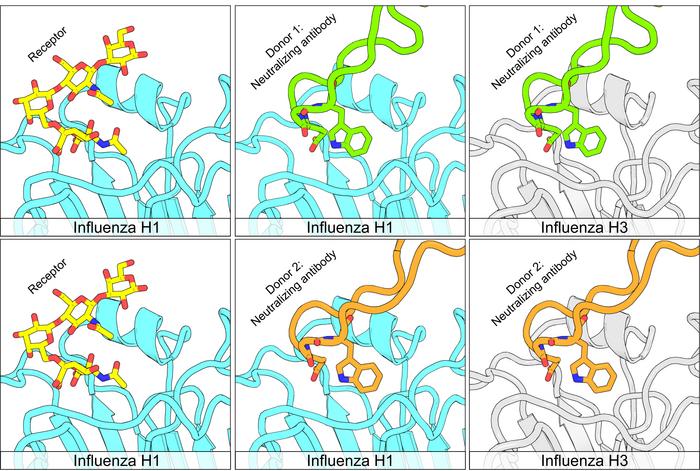 New type of antibody shows promise against multiple forms of flu virus