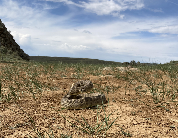 Adult prairie rattlesnake