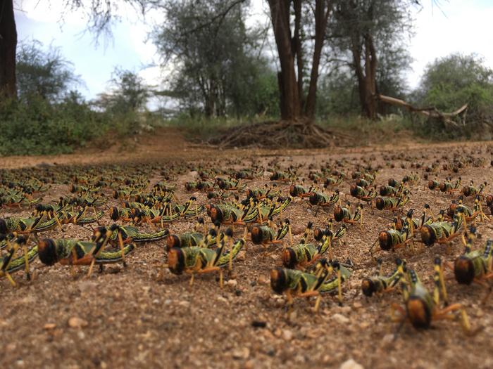 Locust outbreak in East Africa