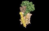 3D model of Wnt, Wntless proteins