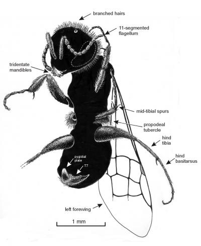 Oldest Bee Fossil is Tiny 2