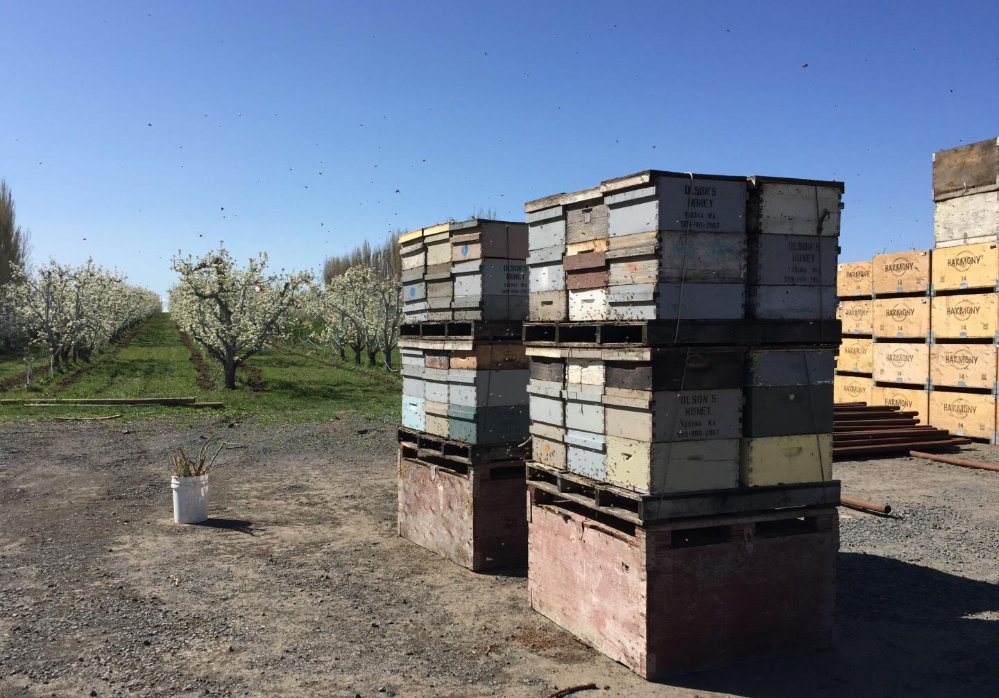 Bees Pollinate Apples