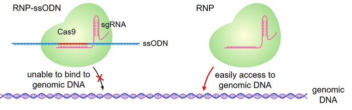 Role of RNP-ssODN for LNPs as CRIPSR-Cas9 delivery vehicles
