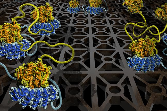 78 Unique Binding Configurations that Arise when Molecule Chains with Three Binding Sites Interact