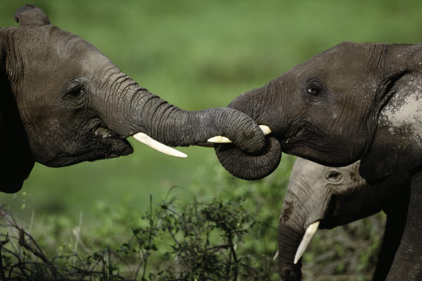 Three Major Cartels Exposed for Large Shipments of Illegal Ivory