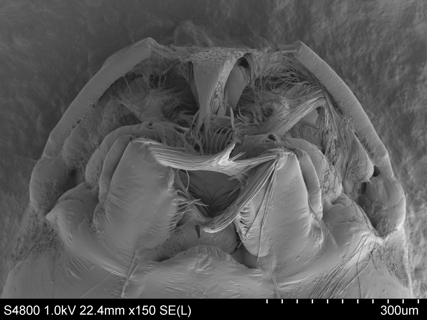 <em>Metarhizium brunneum</em>