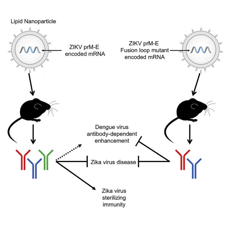 mRNA Zika Vaccine