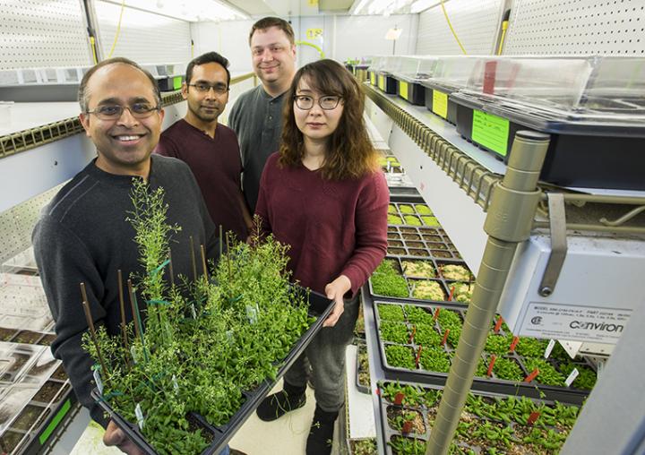 Keeping Plant-Cell Motors on Track
