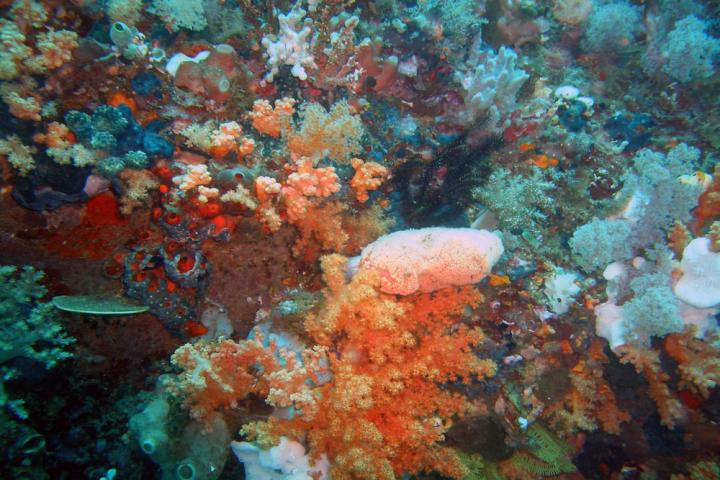 Manado Coral Garden