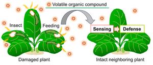 Figure 1: Plant-plant communication between damaged plants and intact neighboring plants