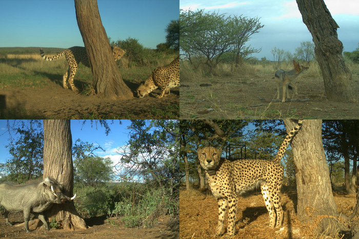 Wildlife camera photos of various species at cheetah marking trees in Namibia
