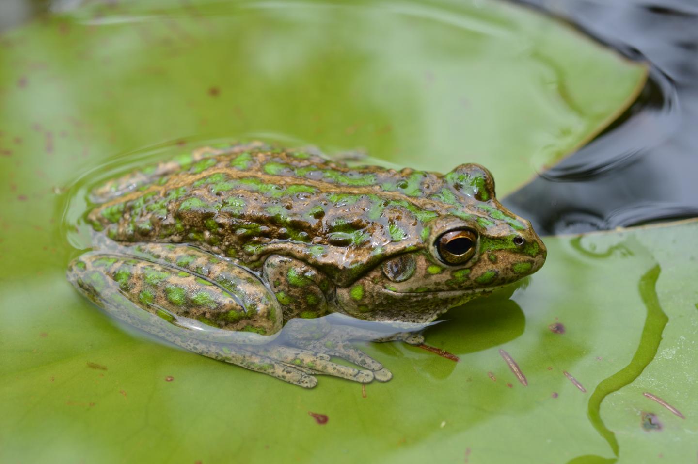 Spotted-Thighed Frog