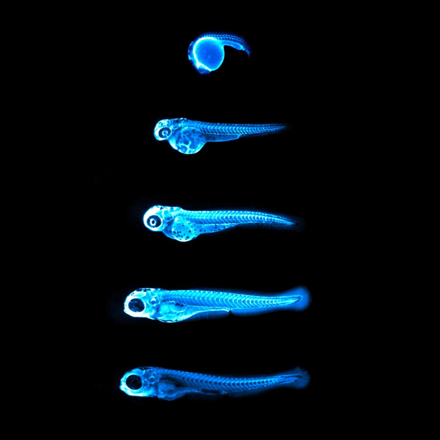 Glowing Cholesterol in Zebrafish