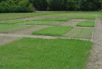 Bermudagrass