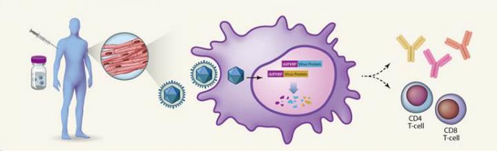 Cytomegalovirus Vaccine Features New Safety Check (1 of 1)