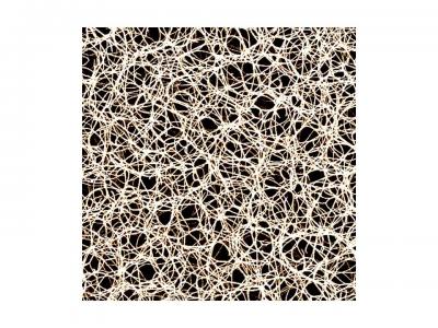 New Measurement Into Biological Polymer Networks