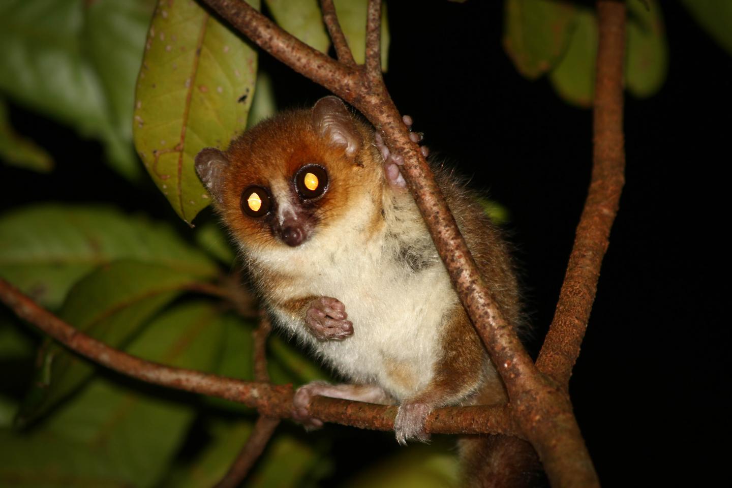 Lemurs are weird because Madagascar's fruit i | EurekAlert!
