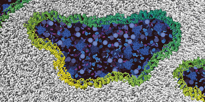 Ninjurin-1 proteins form holes in the cell membrane