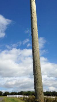 Lanternflys on Pole