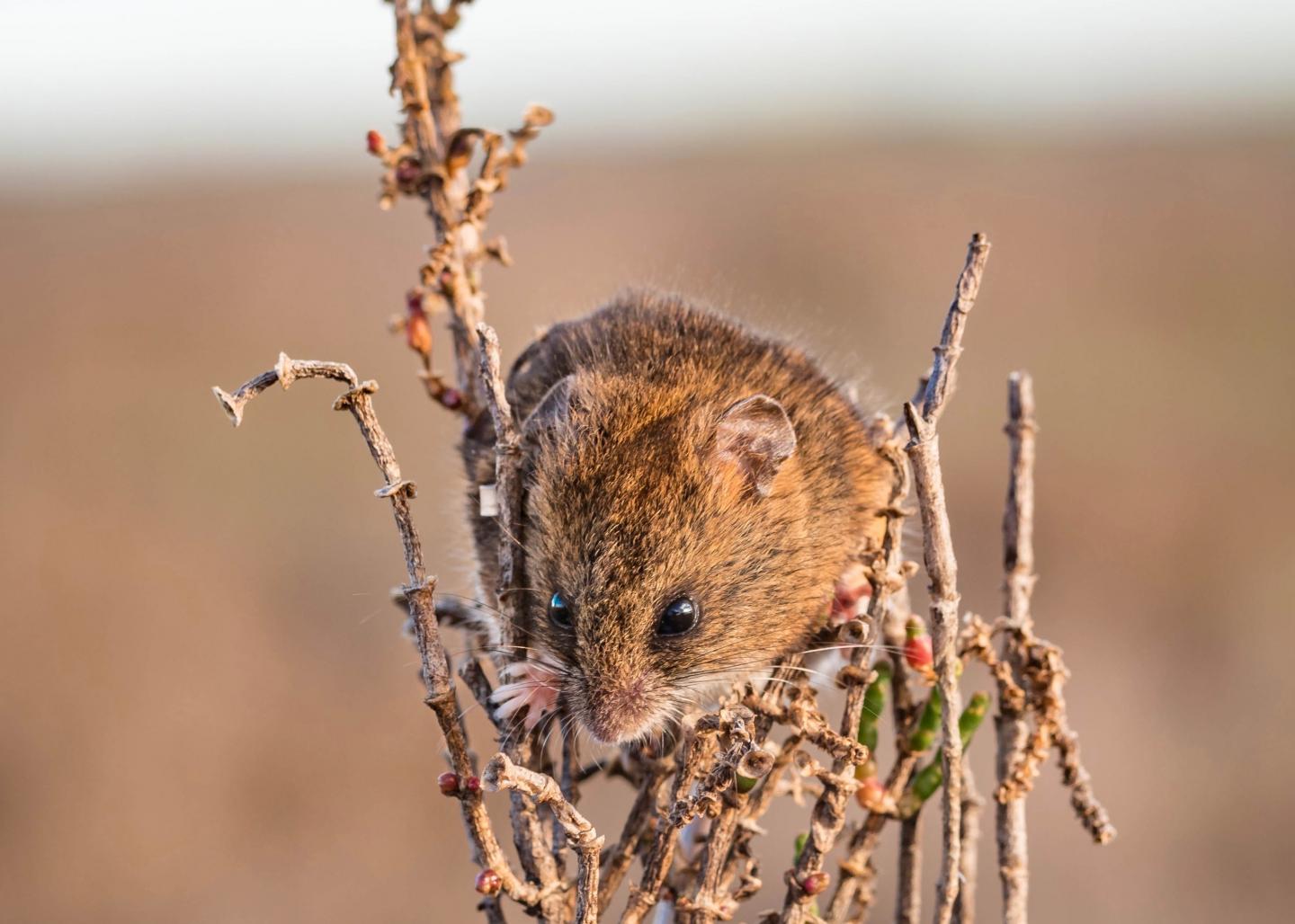 Salt marsh harvest mouse