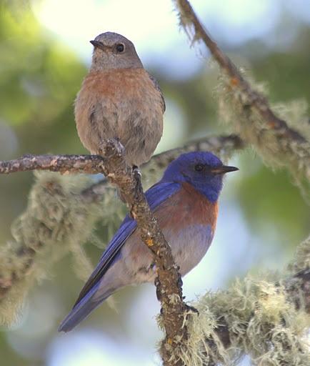 Western Bluebirds