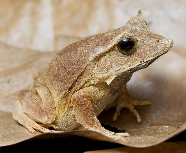 Solomon Island Leaf Frog