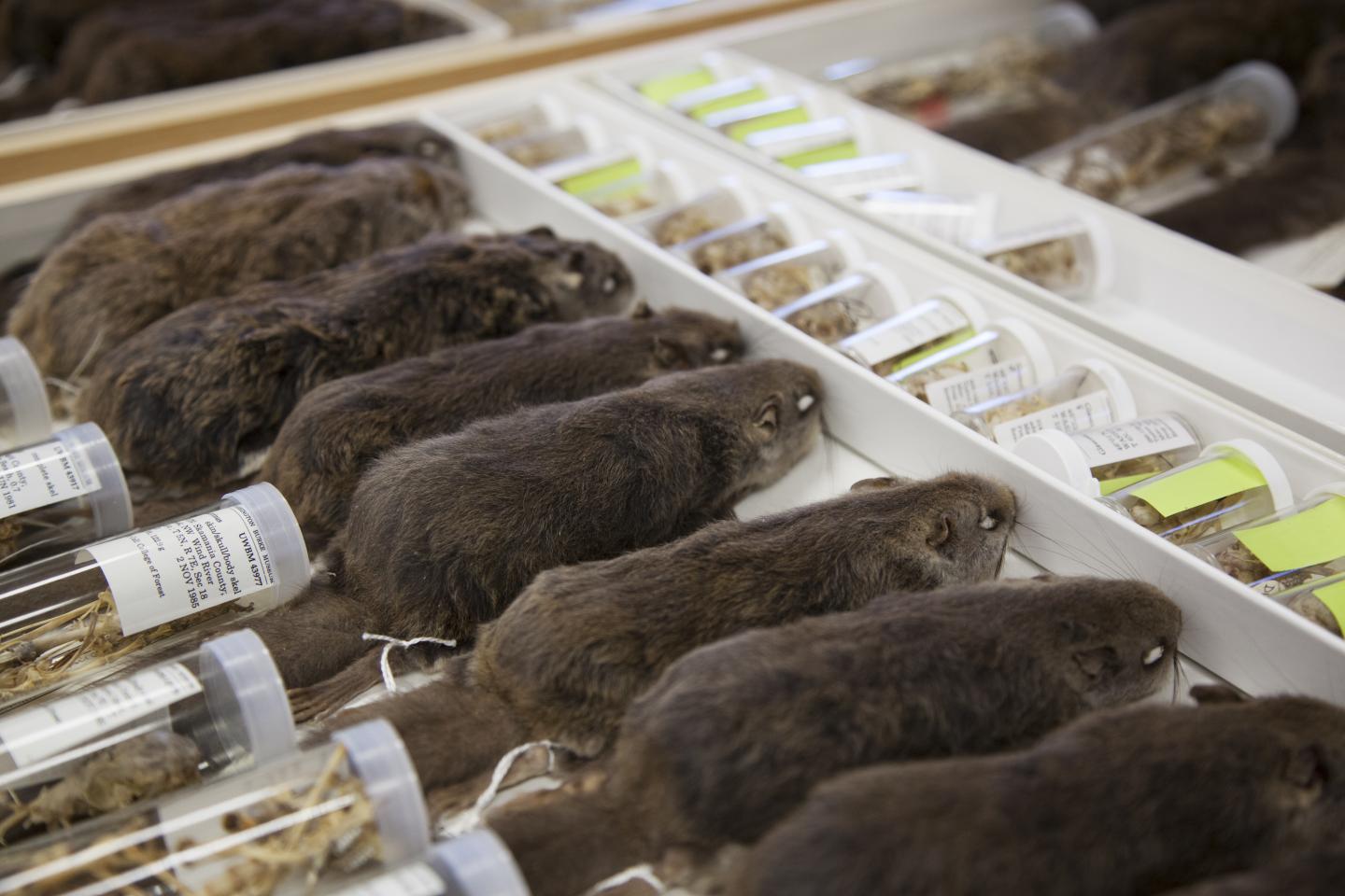 Other Flying Squirrel Specimens 1