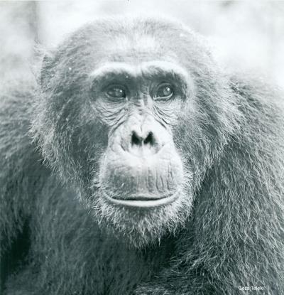 Humphrey the Chimpanzee