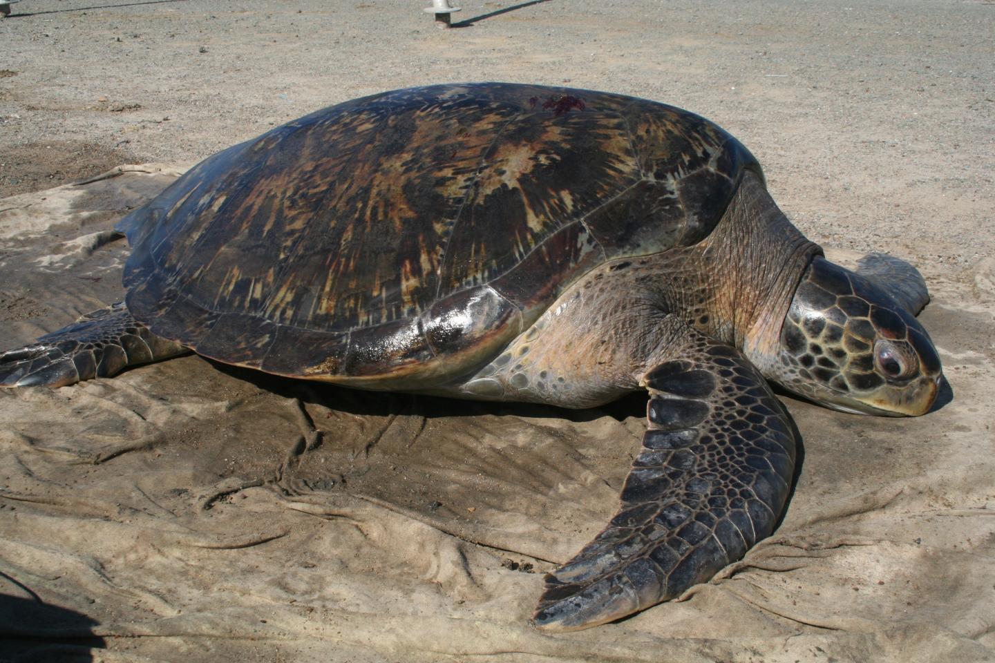 San Diego Sea Turtle