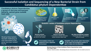 Successful Isolation and Sequencing of a New Bacterial Strain from Candidatus phylum Dependentiae