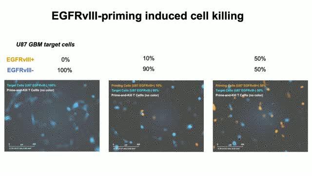 Combined Recognition Strategy Allows CAR T Cells to Kill Solid Tumors in Mice and Avoid Side Effects (1 of 3)