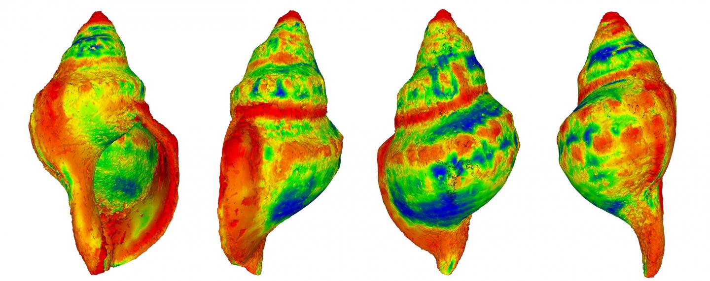 Shells Scan