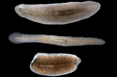 Effects Of Interrupted Signals From Muscle Cells On Regeneration In Planarians