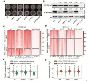 Different roles of two H3K36 methyltransferases in rice blast fungus