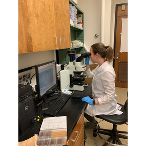 LSU Department of Biological Sciences Assistant Professor Christine Lattin at the microscope